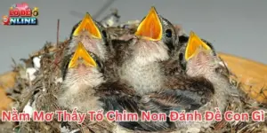 Nằm mơ thấy tổ chim non đánh đề con gì theo sổ mơ dân gian