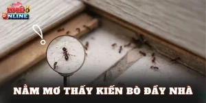 Nằm Mơ Thấy Kiến Bò Đầy Nhà